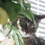 Chat de minuit : pourquoi le prédateur se réveille quand vous dormez chat-de-minuit-pourquoi-le-predateur-se-reveille-quand.jpg