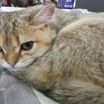 Le "slow blink" félin : que se passe-t-il si vous ignorez ce langage d'amour ? le-slow-blink-felin-que-se-passe-t-il-si-vous.jpg