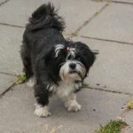 Pourquoi un chien creuse le sol de la maison : un instinct ancien qui ne dort pas dans une boîte en béton pourquoi-un-chien-creuse-le-sol-de-la-maison.jpg