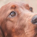 pourquoi-un-chien-regarde-dans-les-yeux-le-secret.jpg