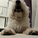 Que se passe-t-il si votre chien mange par terre : risques cachés et instincts naturels que-se-passe-t-il-si-votre-chien-mange-par-terre.jpg